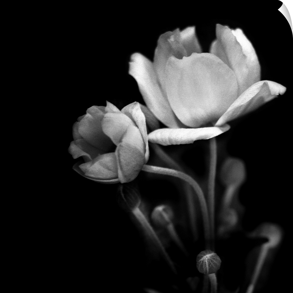 A black and white photograph of white flowers against a black background.