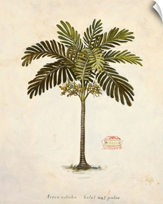 Nut Palm Illustration