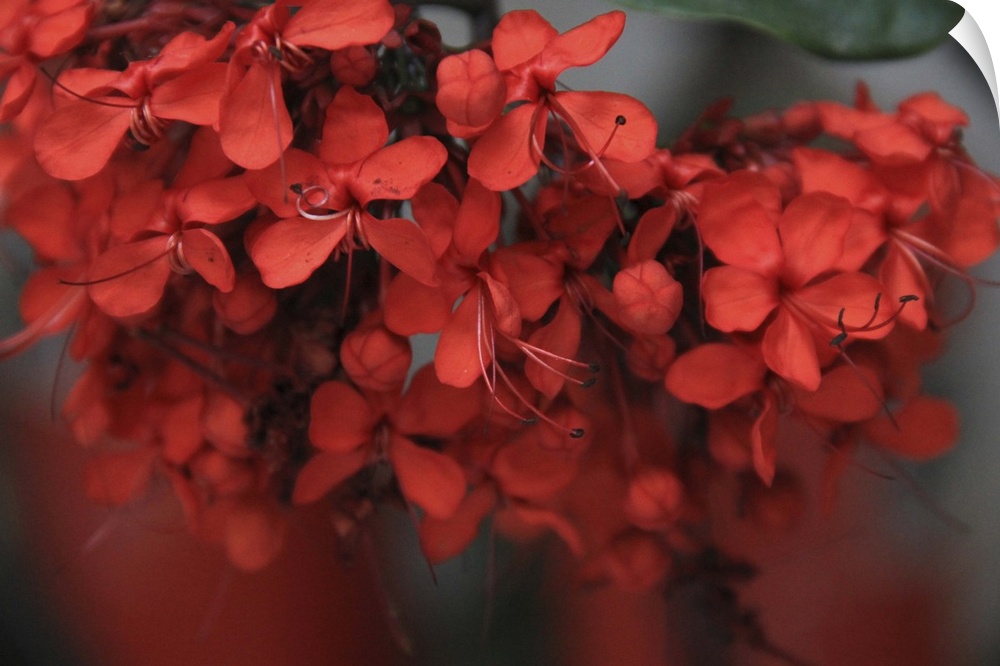 Macro photograph of a vibrant red flowers.