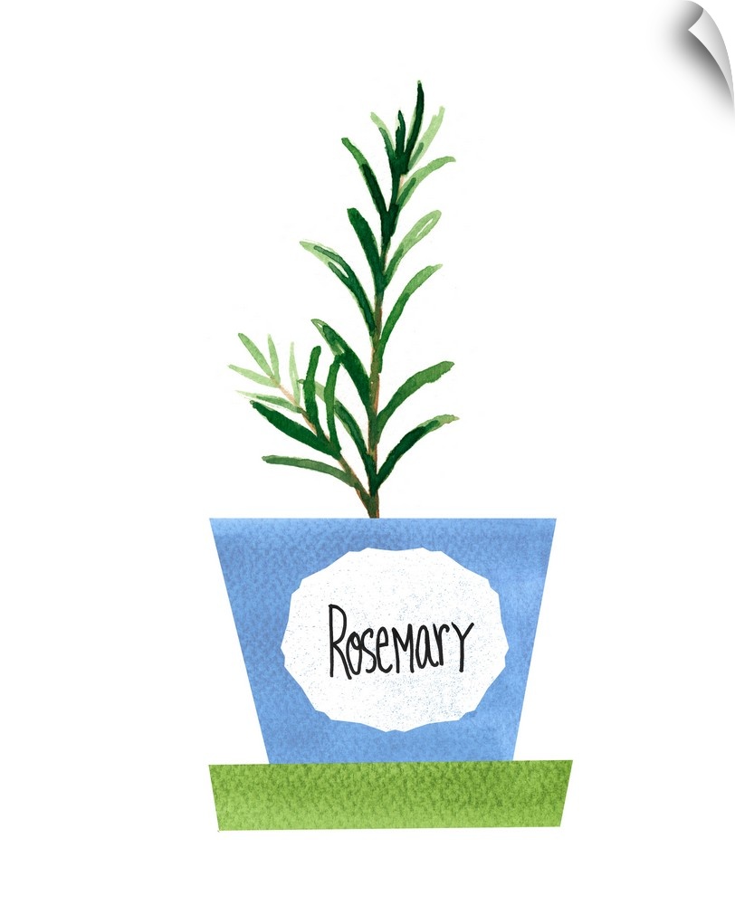 Painting of a potted rosemary plant on a solid white background with a label on the blue pot.
