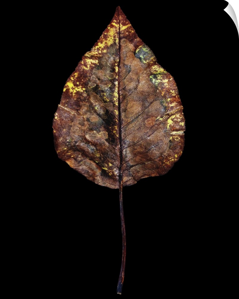 Rustic Leaf IV