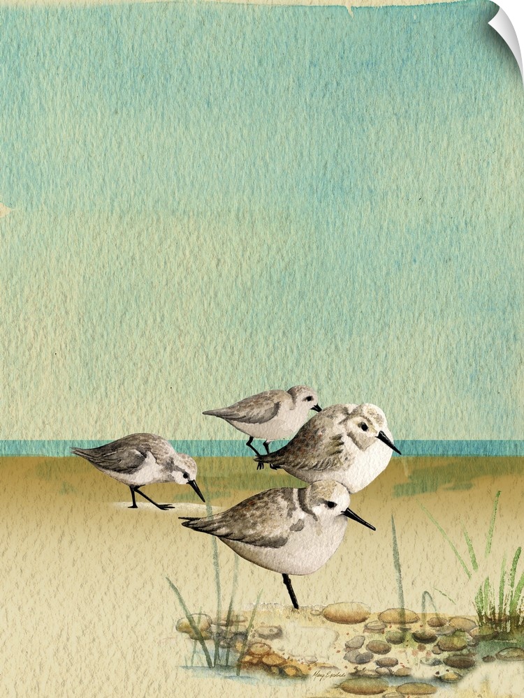 Artwork of a group of sandpipers walking on a sandy beach.