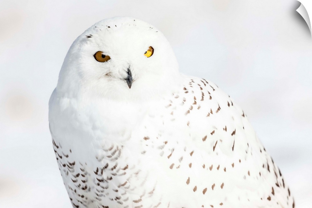 Photograph of a white snowy owl on a white snowy background.