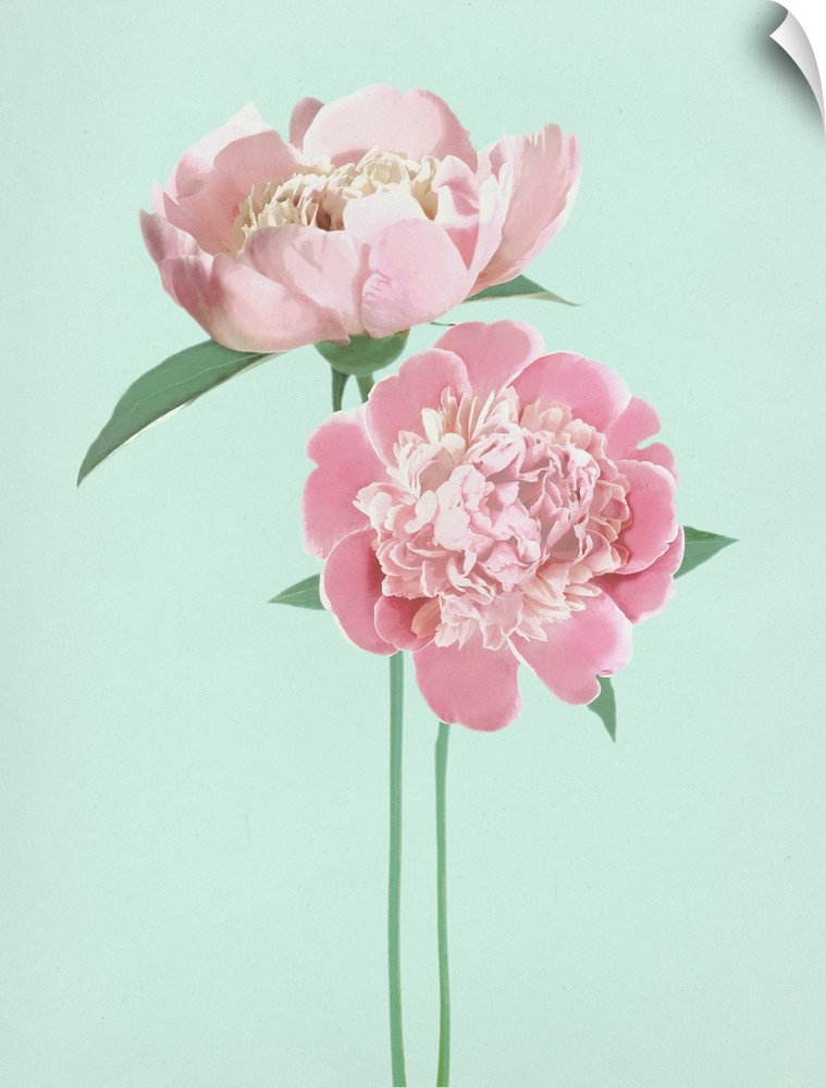 Large illustration of two pink peonies with long green stems on a pale blue background.