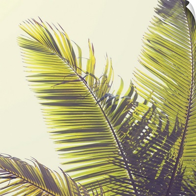 Sunshine Palm Trees