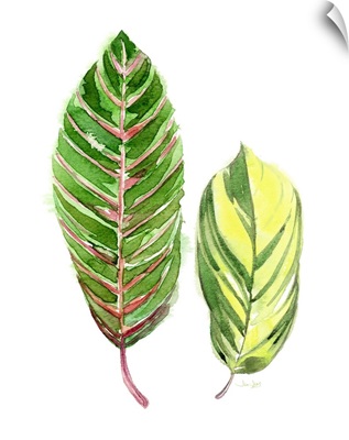 Tropical Variegated Leaf