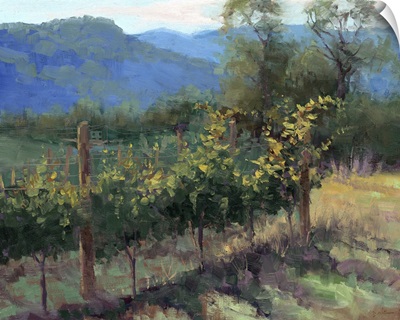 Vineyard On The Hill