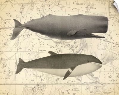 Whale Constellation I