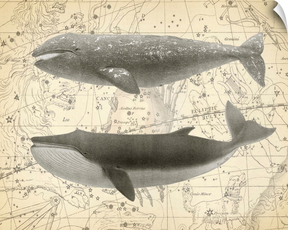 Illustration of two whales over a vintage star map background.