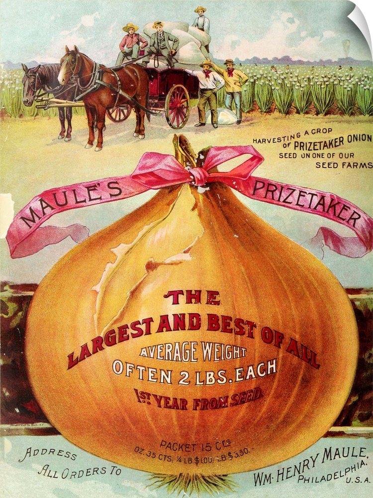 Vintage poster advertisement for 1893 Maule's Onion.