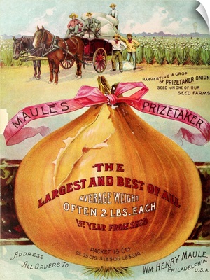 1893 Maule's Onion