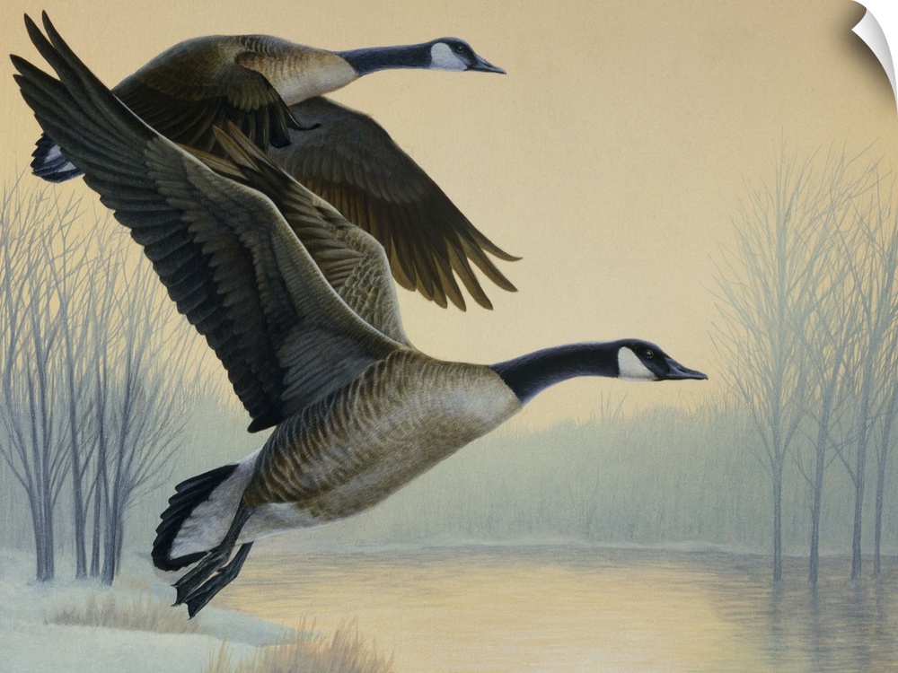 A pair of geese flying.