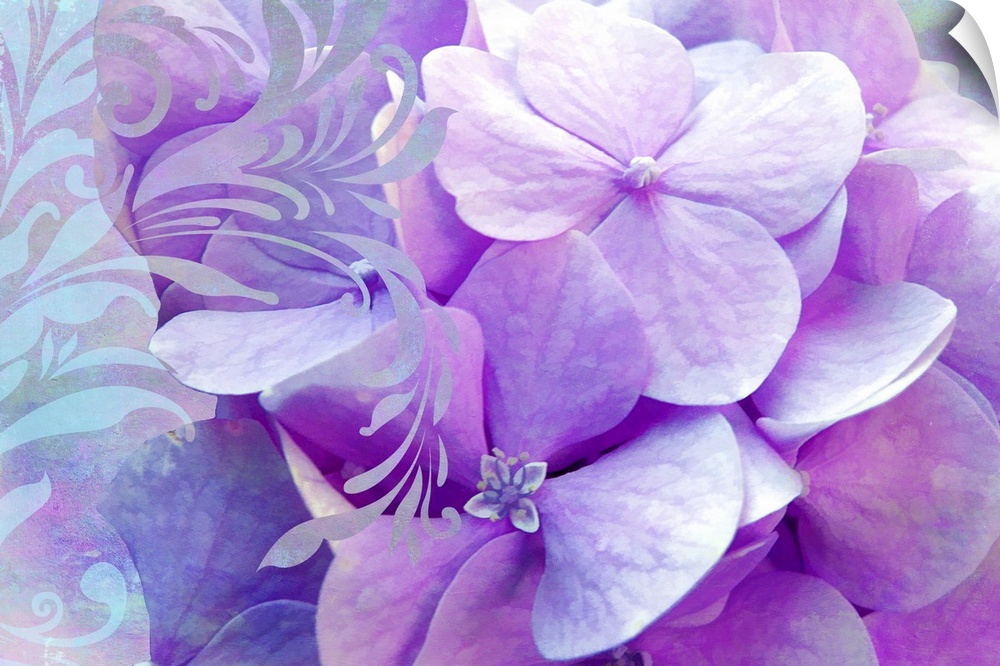 Hydrangea with color treatmentflowers
