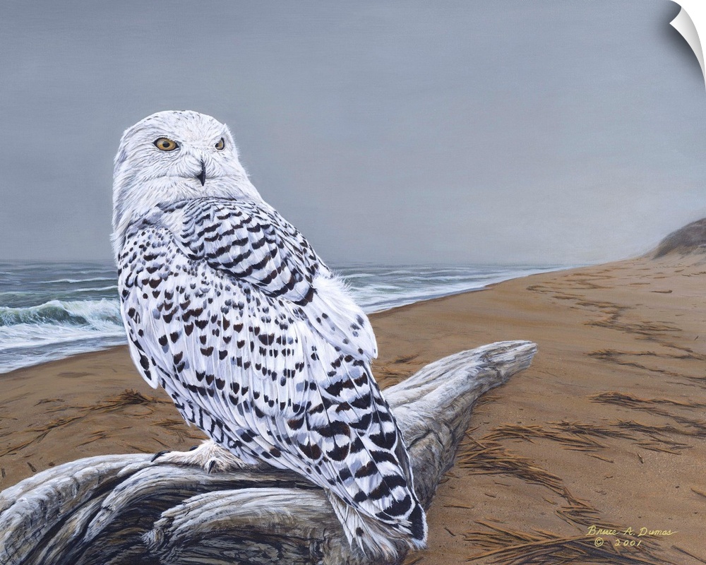 Contemporary painting of a snowy owl perched on driftwood on a beach.