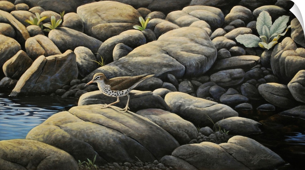 Along The Creek - Spotted Sandpiper