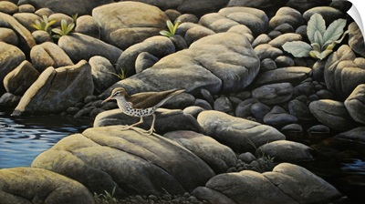 Along The Creek - Spotted Sandpiper
