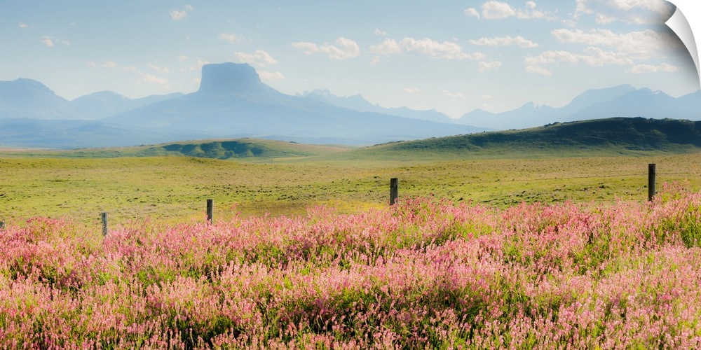 field of flowers with mountains, color photography