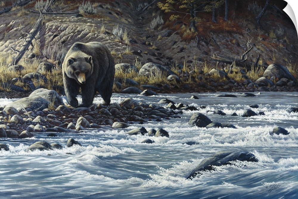 Grizzly walking along the Yellowstone River.