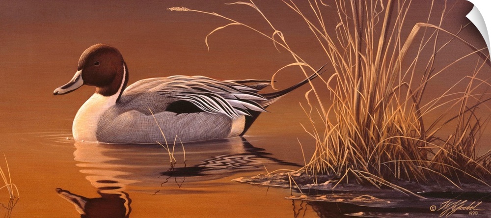A pintail duck swimming alone.