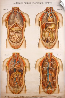 American Frohse Anatomical Wallcharts, Plate II