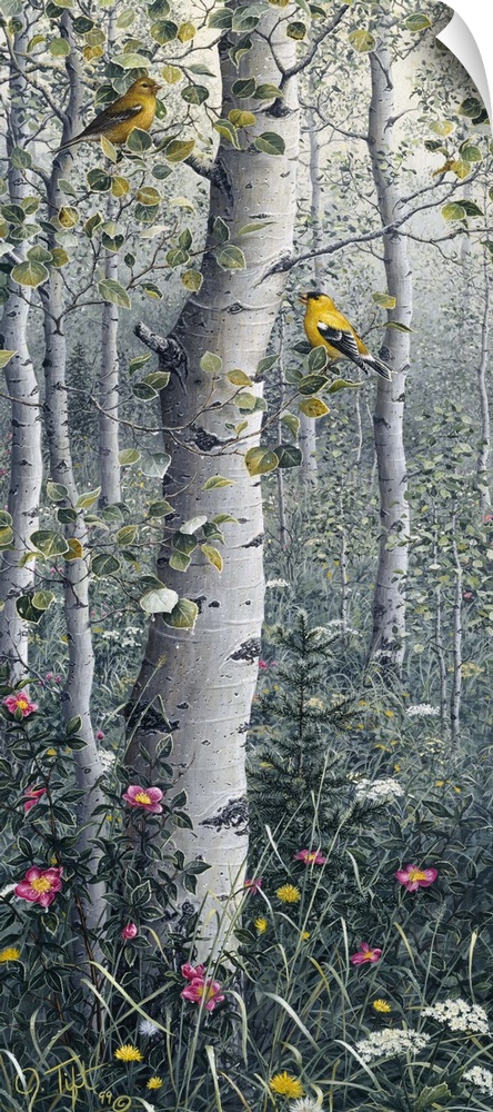 a male and female american goldinch in a grove of quaking aspen, the pink flowers are nootka rose.