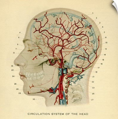 Anatomy diagram showing crucial veins in human head and neck