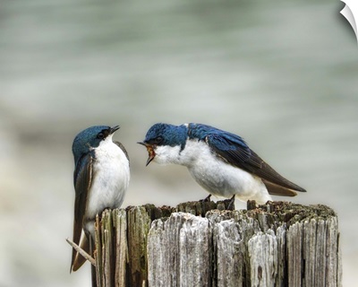 Angry Swallows