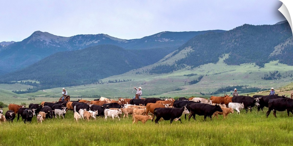 Photograph of cowboys with lassos herding cattle through a valley.