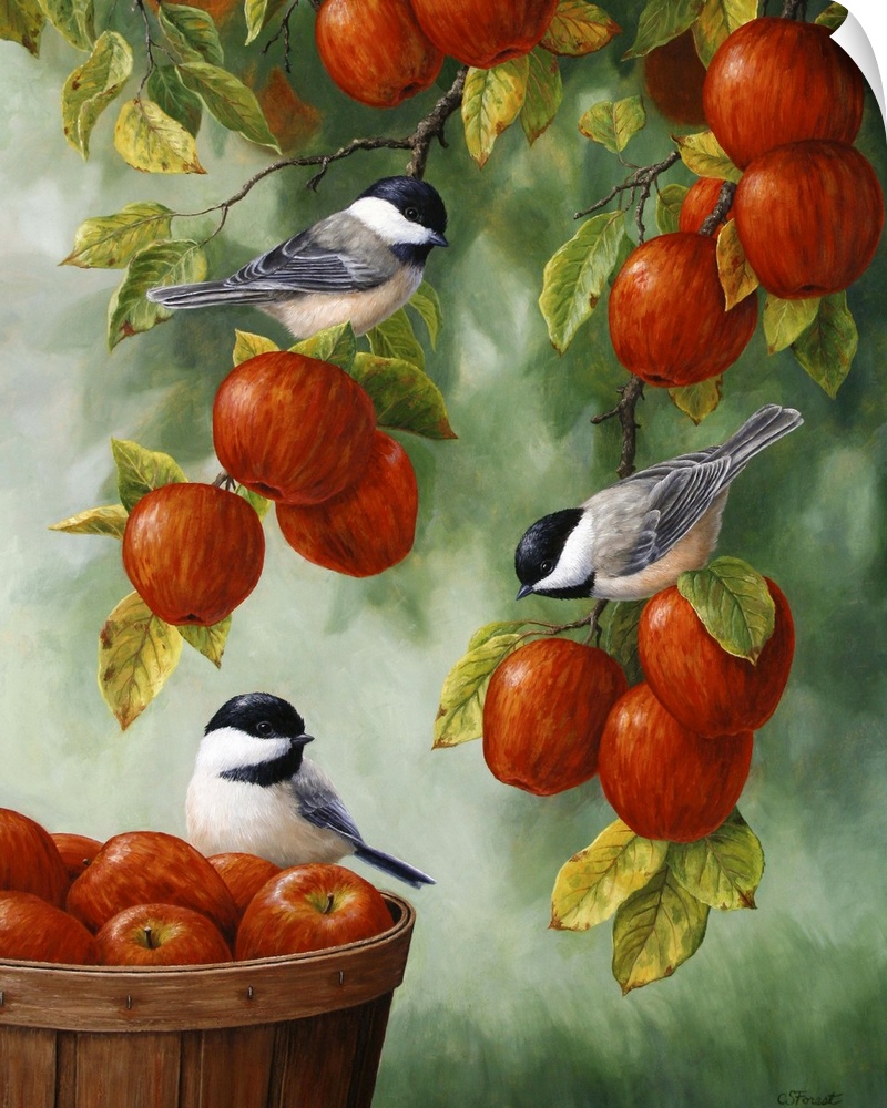 Three little chickadees perched on apples in an apple tree and basket.