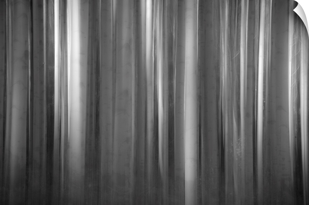 Blurred abstract photograph of tall bare tree barks.