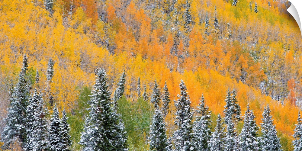 A photograph of a sea of aspen and evergreens trees in fall foliage.