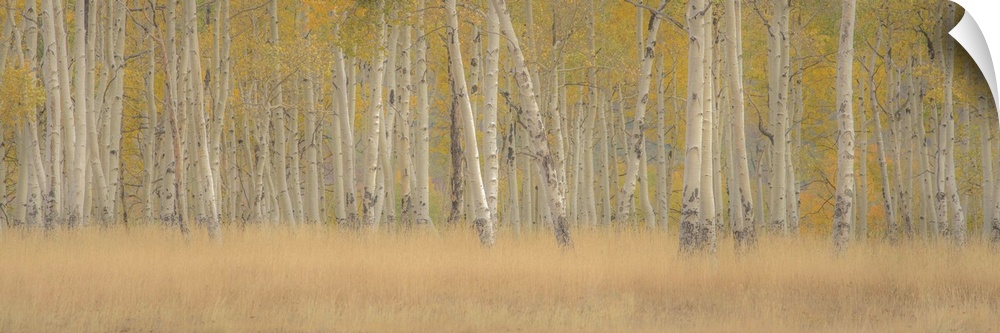 A photograph of a straight on view of a forest of Aspens in fall foliage.