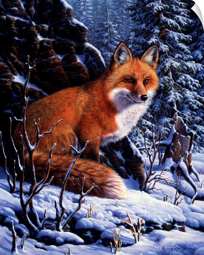 A red fox sits quietly in the snow.