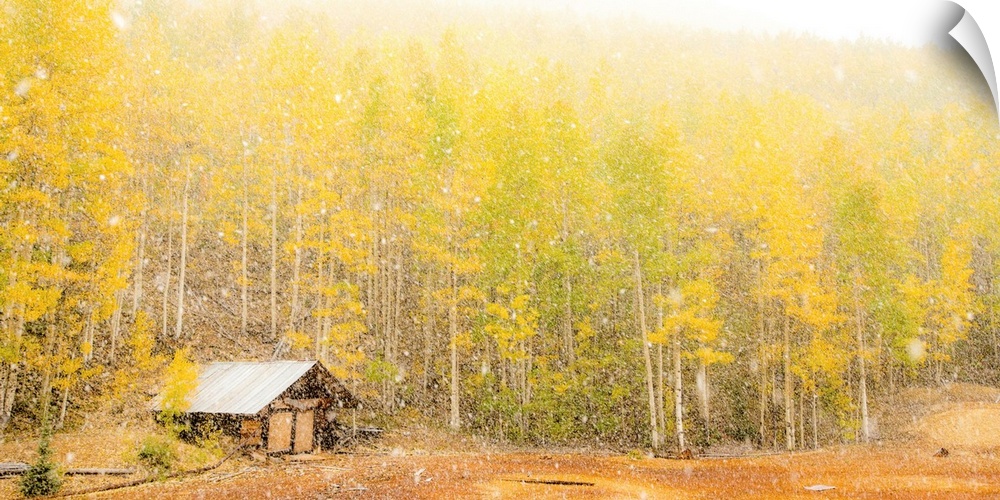 Landscape photograph of yellow and green Autumn trees with a small cabin during snowfall.
