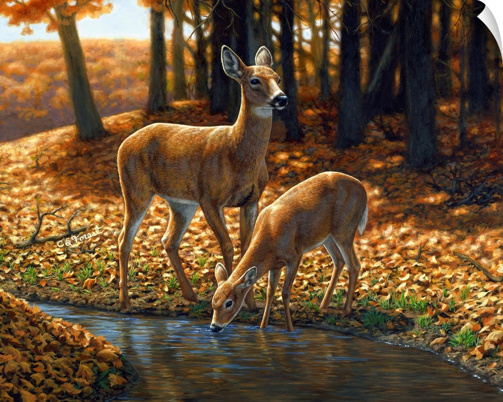 Two Deer by a stream