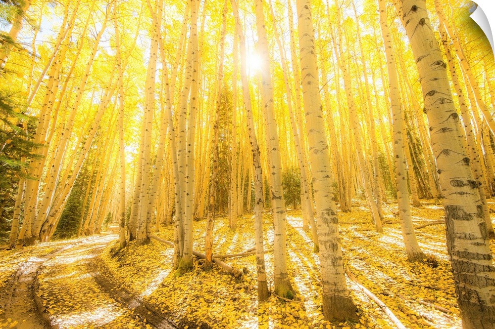 Landscape photograph of bright yellow birch trees in the woods with the sun shining through.