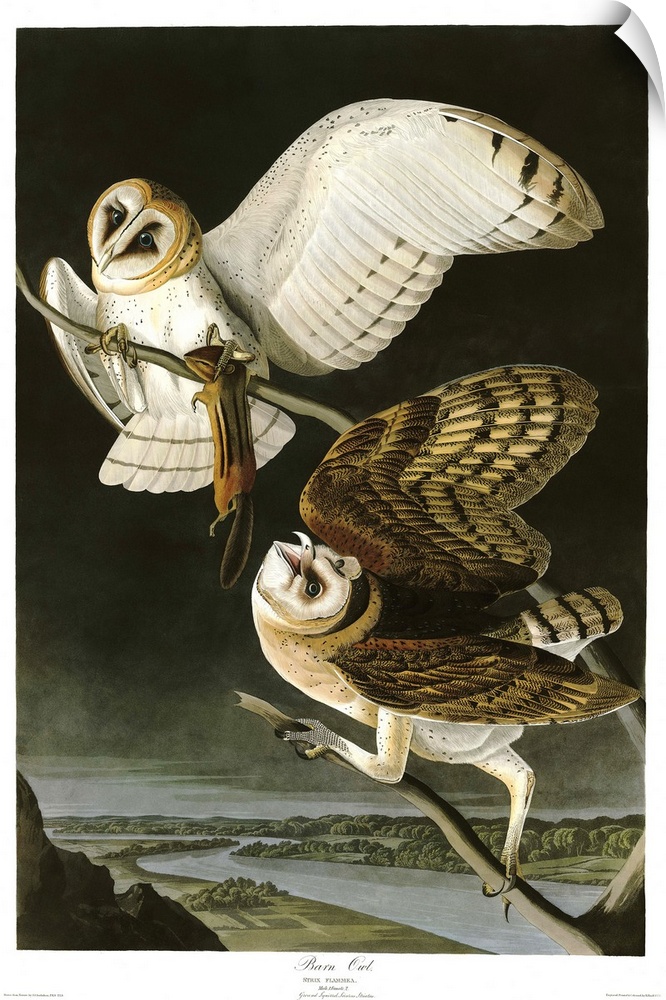 Audubon Birds, Barn Owl