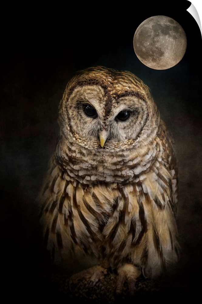 A mysterious Barred Owl under a full moon.