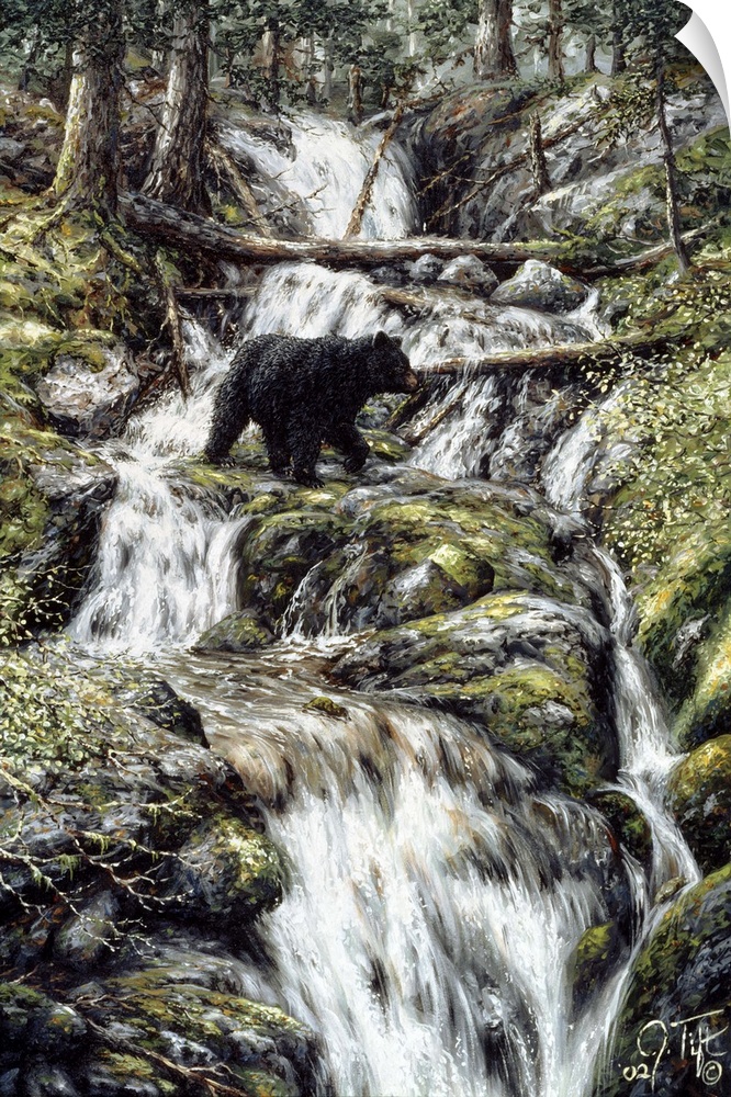 black bear crossing a stream
