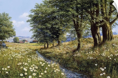 Beeches And Daisies