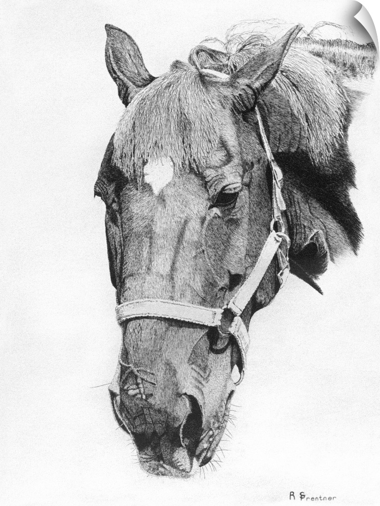 Black and white portrait of a horse with a bridle.