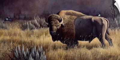 Bison And Magpies