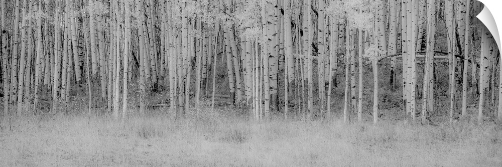 Black and white panoramic photograph a birch tree trunks.