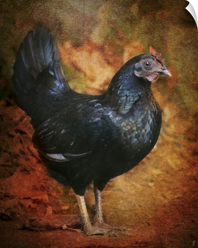 A large black rooster.