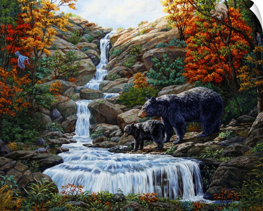 Black bear, waterfall, forest