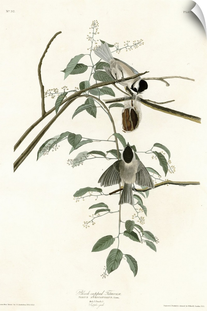 Audubon Birds, Black Capped Titmouse