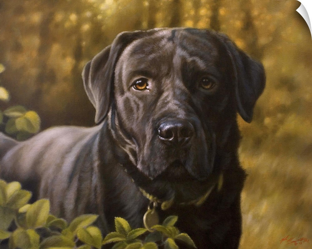 Contemporary painting of a black Labrador retriever.