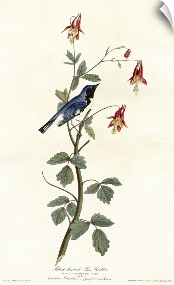 Audubon Birds, Black Throated Blue Warbler