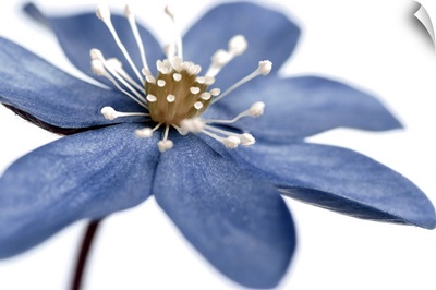 Blue Flower on White 2