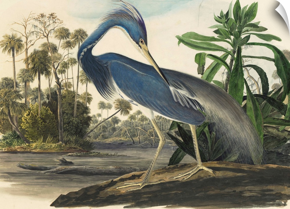 Vintage scientific illustration of a bird.